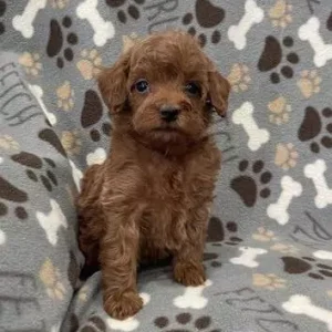 Mini Irishdoodle